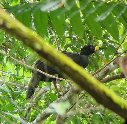 Curassow-Hahn (Tropen-Truthahn)