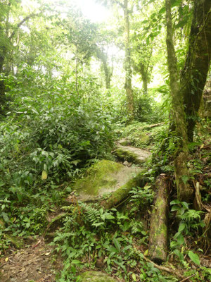 La Pianista Wanderweg in Boquetes Nebelwald