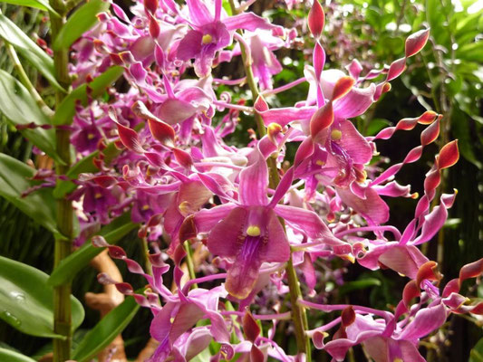 Orchideen-Garten
