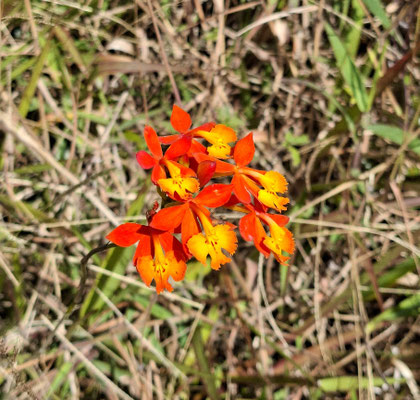 Knallige Orchidee am Wegrand