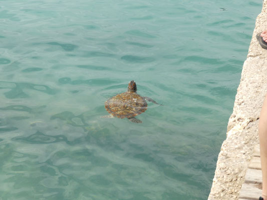 Turtle Beach