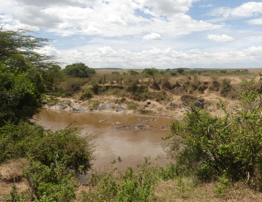 Mara River mit Nilpferden
