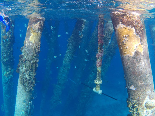 Unter dem Salt Pier ist es wie eine andere Welt