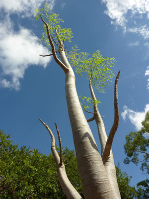 Baobab im Palmetum