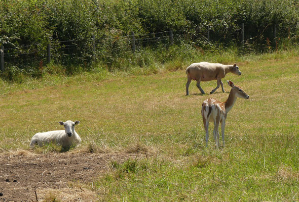 ein gepunktetes Schaf? Ach nein...