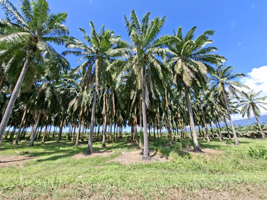 Palmöl-Plantage in Costa Rica