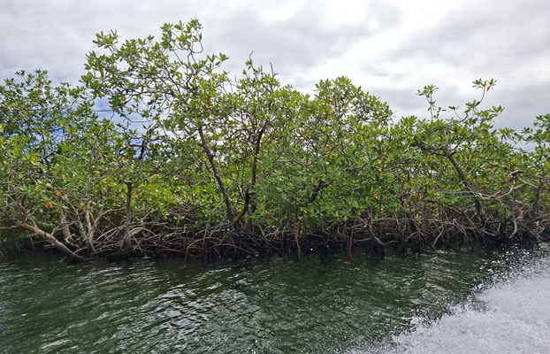 Mangrovenwald vor der Küste auf dem Weg nach Bastimentos