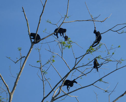 Brüllaffenfamilie in Belize