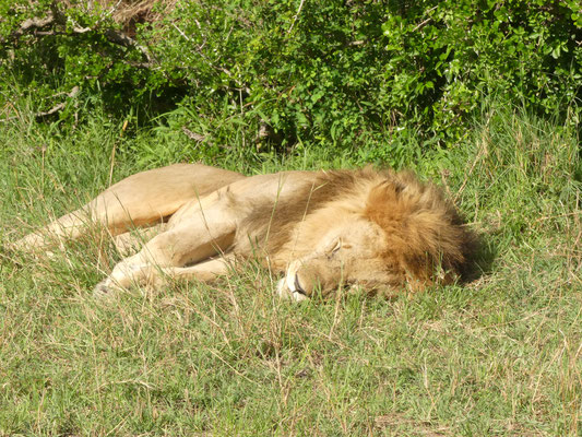 Und einen "richtigen" Löwen mit Mähne und so haben wir auch gesehen