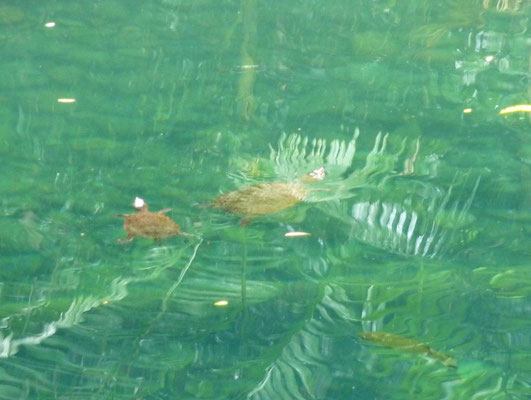 Schildkröten im Cow Bay Bluehole