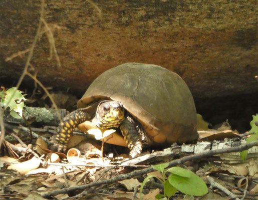 A Cuppulatta Schildkrötenpark