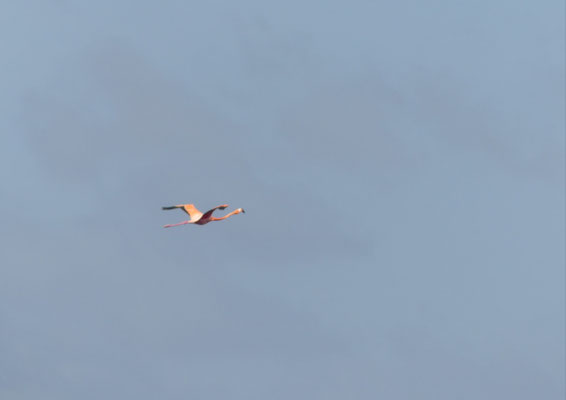Flamingo im Flug