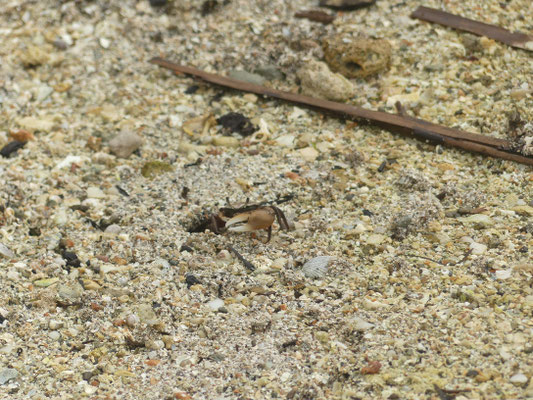 Strandkrabbe