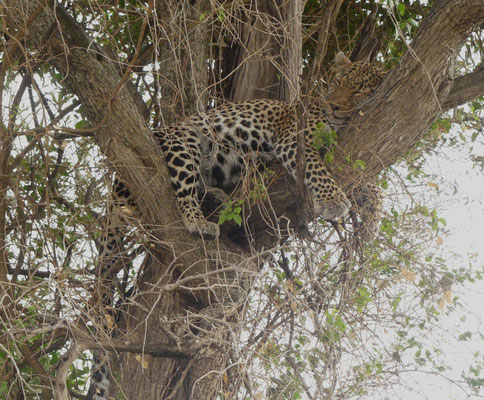 Maasai Mara, Kenia