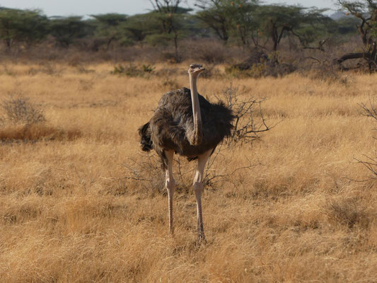 Samburu, Kenia