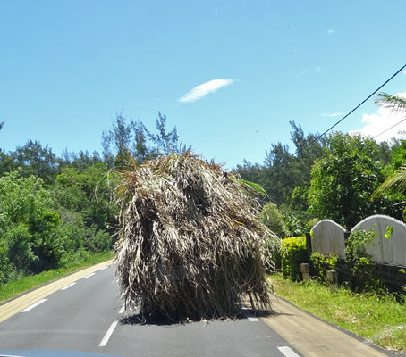 Zuckerrohrtransport, La Réunion