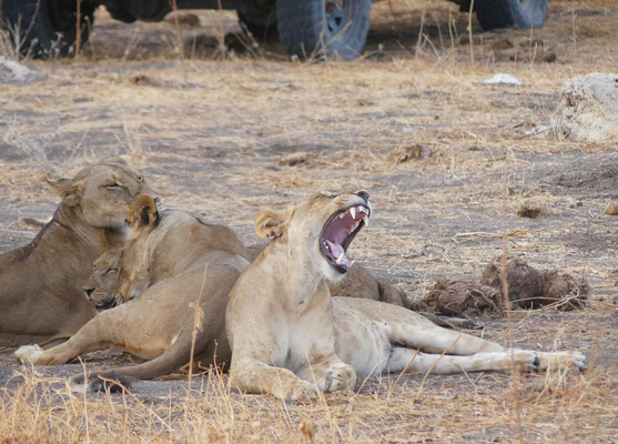 Samburu, Kenia