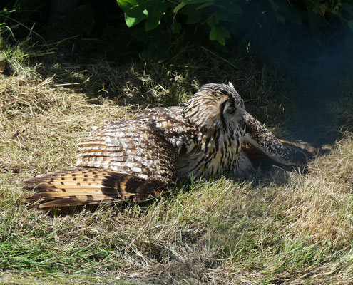 "Guck nicht so, das nennt man Yoga"