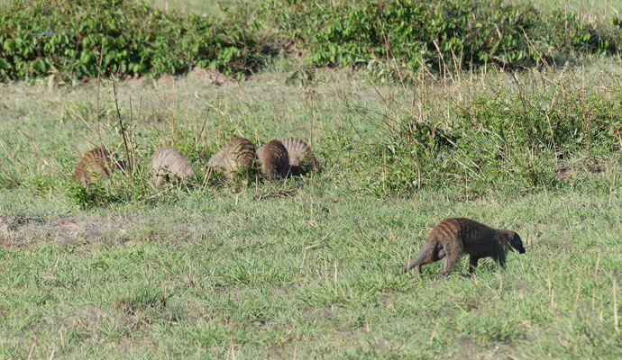 Maasai Mara, Kenia