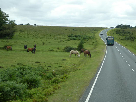 Ponys im New Forest