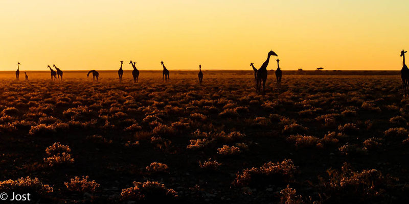 Namibia Etosha