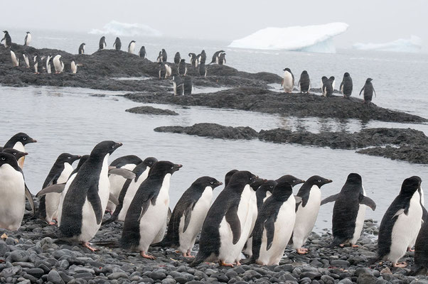 Adelie Pinguine