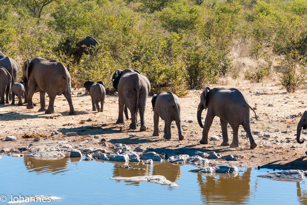 Namibia Etosha