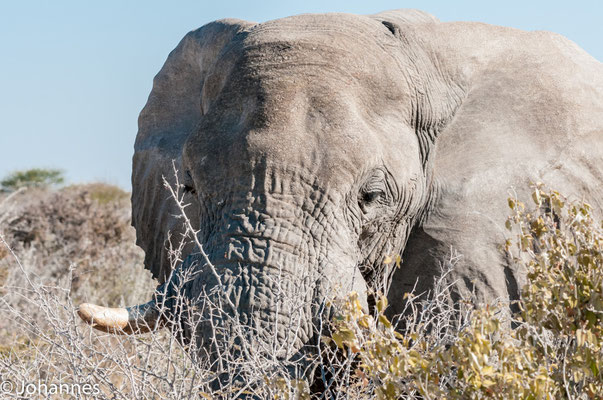Namibia Etosha