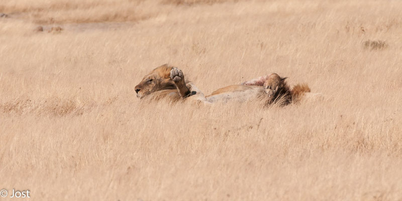 Namibia Etosha