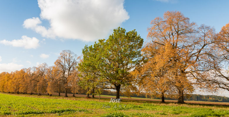 Baumallee im Herbst