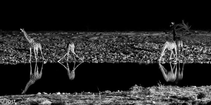 Namibia Etosha