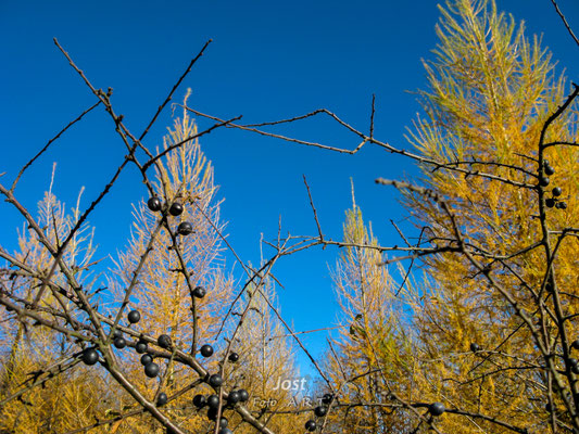 Strauch mit roten Beeren im Herbst