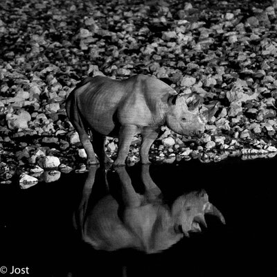 Namibia Etosha