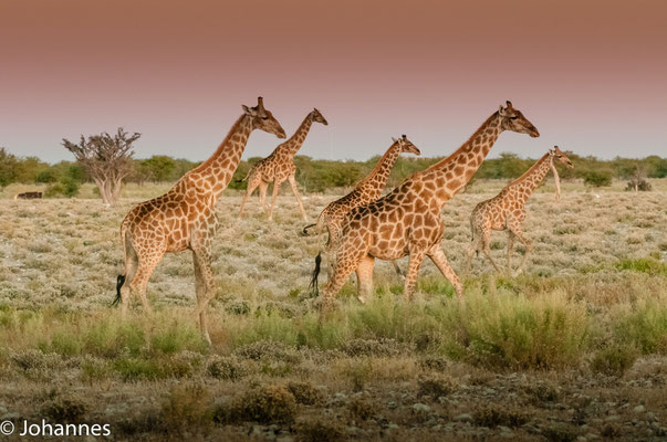 Namibia Etosha