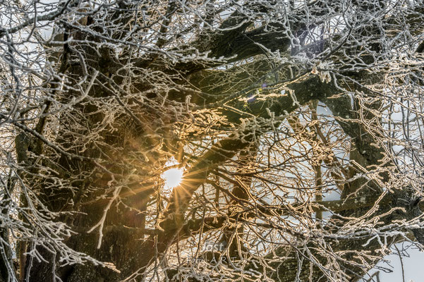 Sonnenlicht durchdringt eingefrorenes Astwerk eines Baumes