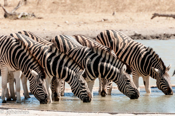 Namibia Etosha