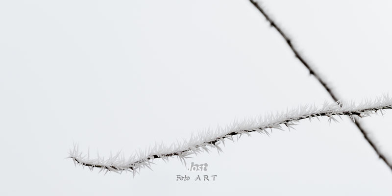 Raureif an einem Ast