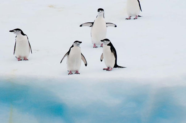 Zügelpinguine auf Eisberg