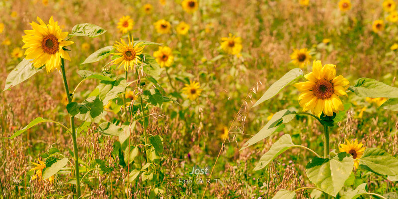 Feld mit gelben Sonnenblumen