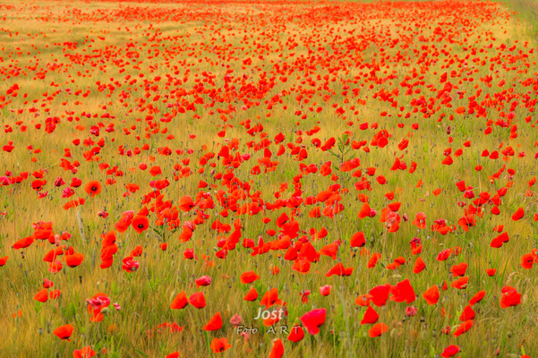 rote Mohnblumen in Getreidefeld