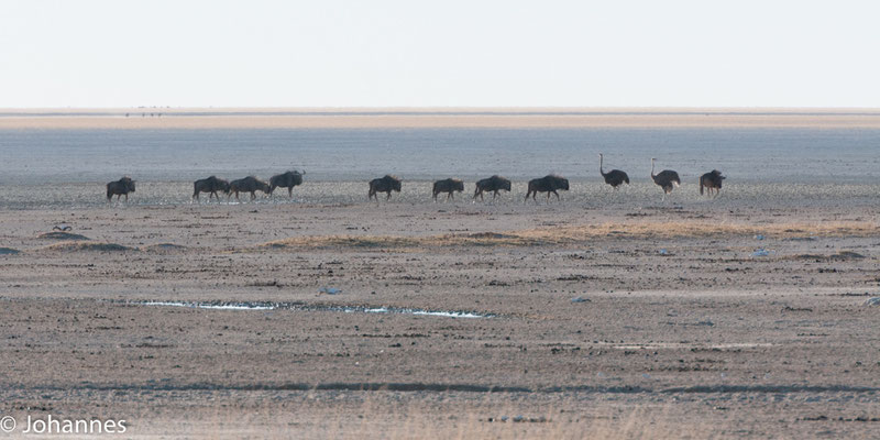 NamibiNamibia Etoshaa Etosha