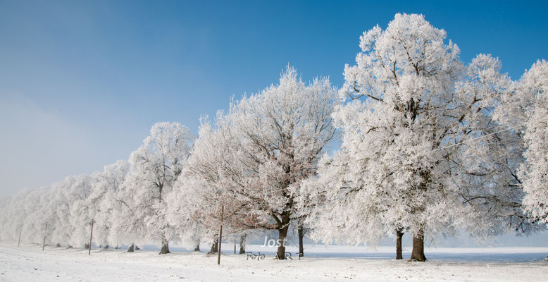 Baumallee im Winter
