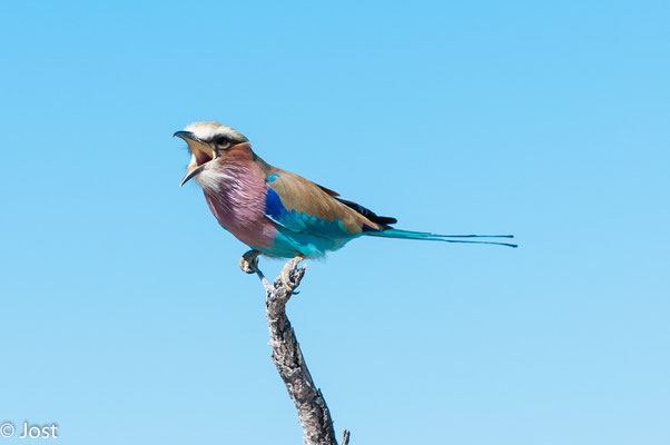 Namibia Etosha