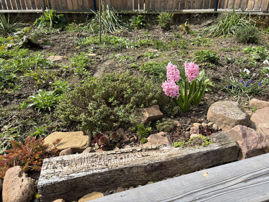 im neuen Garten blüht es