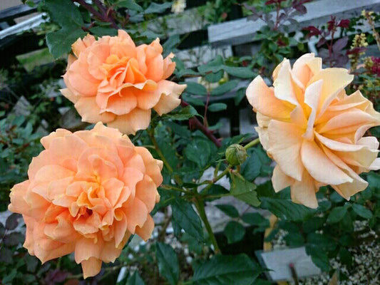四季咲き薔薇「ゴルデルゼ」