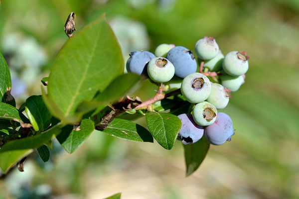 Myrtilles: une culture fragile mais satisfaisante / Blueberries: a delicate crop but worth the effort