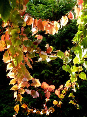 Herbstgirlanden - Kanadischer Wein