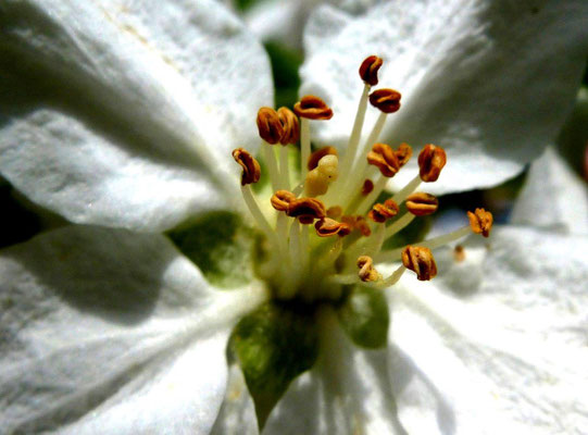 Apfelblüte 