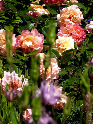 Rosen und Akeleien