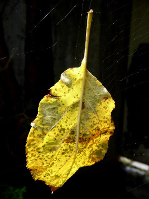Herbstblatt im Spinnennetz gefangen